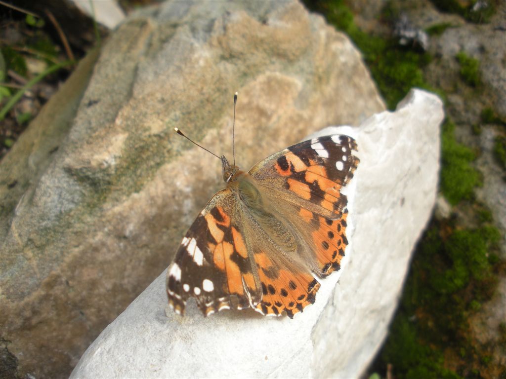 Lepidottero da determinare - Vanessa cardui